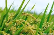 水稻种植成本预算表（水稻每亩田生产产值多少钱）