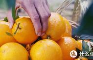 未来十大柑橘品种（最新的5个柑橘品种）