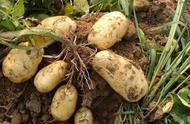 秋季怎么种土豆才能长得快高产（土豆高产10吨的绝招）