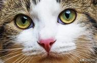 猫眼睛发炎的症状图片（猫眼睛流泪分泌物严重用什么药）