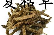 夏枯草煮鸡蛋效果如何（夏枯草煮鸡蛋正确方法）