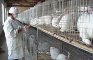 兔子养殖的方法和注意事项（兔子的正确养殖方法）