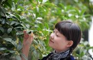 室外桂花当年枝能开花吗（桂花是老枝条开花还是新枝条开）