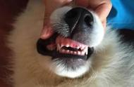 每个狗都会换牙吗（狗一辈子都会换牙吗）
