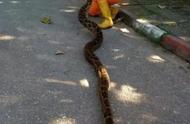 分布在缅甸的蛇（缅甸蛇的正确说法）