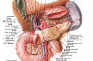 胰和脾的位置示意图（胰是什么器官图片）