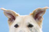 狗的耳朵垂下来怎么形容
