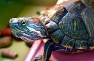 怎么看红耳龟的寿命（一般红耳龟能活多久）