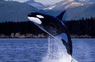 鲸鱼的祖先是什么动物（世界上最诡异的一只鲸）