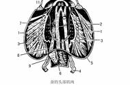 家蚕呼吸系统（家蚕基因图谱）