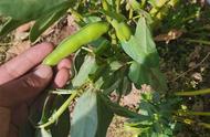 蚕豆用啥肥料高产（蚕豆十一月种几月收）
