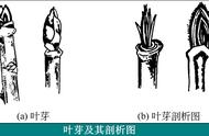 苹果树一年生枝特征（如何判断苹果树是长枝还是短枝）