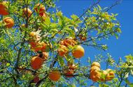 橙子树的种植条件（橙子树长什么样子）