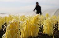 日本韭黄最新种植方法（韭黄无土种植22年最新技术）