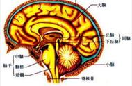 中枢神经系统分为什么（中枢神经系统主要是由什么组成）