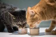 猫咪一天大概吃几次饭（猫咪一天24小时吃几次饭）