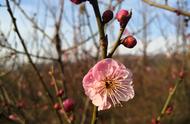 梅花特征有哪些（梅花的特征简单介绍）