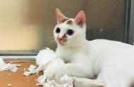 猫为什么吃塑料线（猫为什么爱吃棉线）