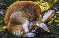 兔子是反刍动物吗（兔子是倒嚼动物吗）