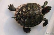 巴西龟壳上的白斑能自愈吗（巴西龟壳上起了一层白色的皮）