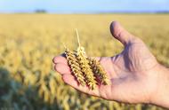 小麦底肥用什么牌子的复合肥最好（小麦专用底肥复合肥）