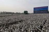 棉花产量700公斤什么品种（2023年预测棉花价格）