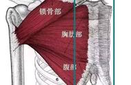 胸中缝的训练方法（胸中缝最好的锻炼方法）