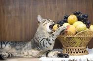 猫咪喜欢吃什么水果或蔬菜（猫咪最爱吃什么菜和水果）