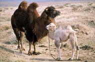 骆驼奇特繁殖视频（找一下骆驼怎样繁殖的图片）