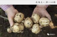 大棚土豆最好的种植方法（大棚土豆种植方法全过程）