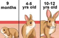 侏儒兔寿命是几年（侏儒兔是天生的还是人工的）