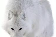 北极狼的身体特征（北极狼和普通狼有区别吗）