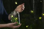 萤火虫为什么可以发光的原因（萤火虫为什么会发光的原因是什么）