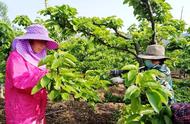 花芽分化最佳调节剂（促进花芽分化期打什么药）