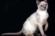 东奇尼猫图片（矮脚猫照片）