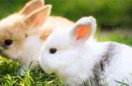 兔子能不能吃沾水的菜（沾了水的菜能给兔子吃吗）