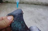 鸽子几月做新城疫疫苗（鸽子新城疫疫苗几天见效）