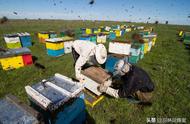 人工养殖蜜蜂如何管理（土养蜜蜂管理技术）