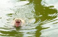 世界上水猴子照片（世界上水猴子长什么样）