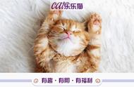 猫咪闻到脚臭有什么反应（猫咪闻臭脚后有什么反应）