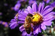 冬天养蜂怎样防止蜜蜂被冻死（怎么样防止蜜蜂过冬呢）