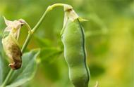 豌豆怎样种（过冬豌豆几月种最好）