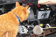 猫跑进汽车引擎盖怎么办（猫跑到车引擎盖不出来怎么办）