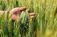 关中今年推广小麦品种（陕西关中地区小麦新品种）