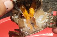 螃蟹5次脱壳时间表（一亩1400只螃蟹每天要喂多少饲料）