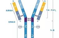 抗体是什么意思什么人抗体强（什么是抗体一个人身上有多少抗体）