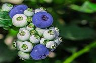 蓝莓树结果能结几年（5年的蓝莓树正常情况下能结多少果）