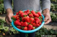 草莓能在冰箱放多久（草莓放冰箱里能放多长时间）