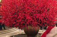 富贵红荷兰花图片（富贵红荷兰花是什么品种）