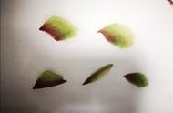 牡丹叶子的画法国画视频（牡丹国画叶子的画法）